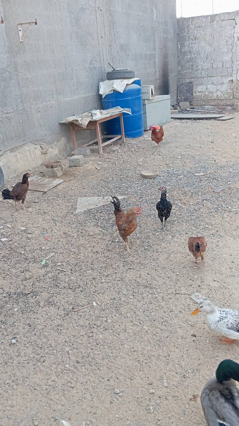 young and active hens 1