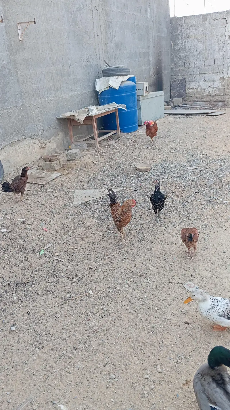 young and active hens — photo 2