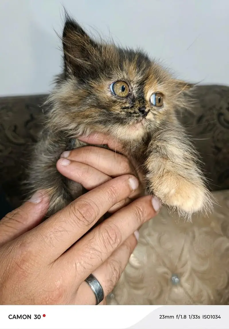 Persian punch face brown black color cat baby for sale 0305.4364606 — photo 2