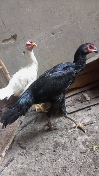 Aseel Black  Shamo female  15k