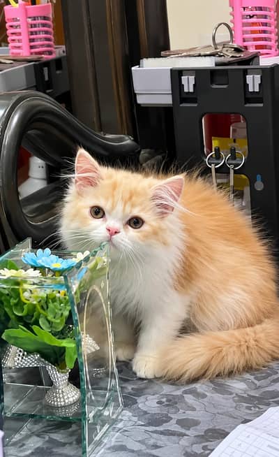 Persian kittens| Triple Coated |Punch Face _whatsap 03023336605