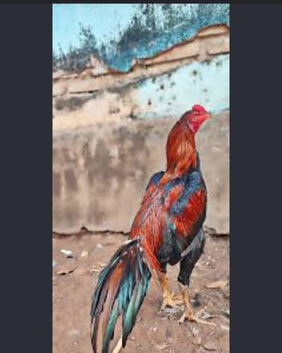 Aseel mianwali pure gold murga