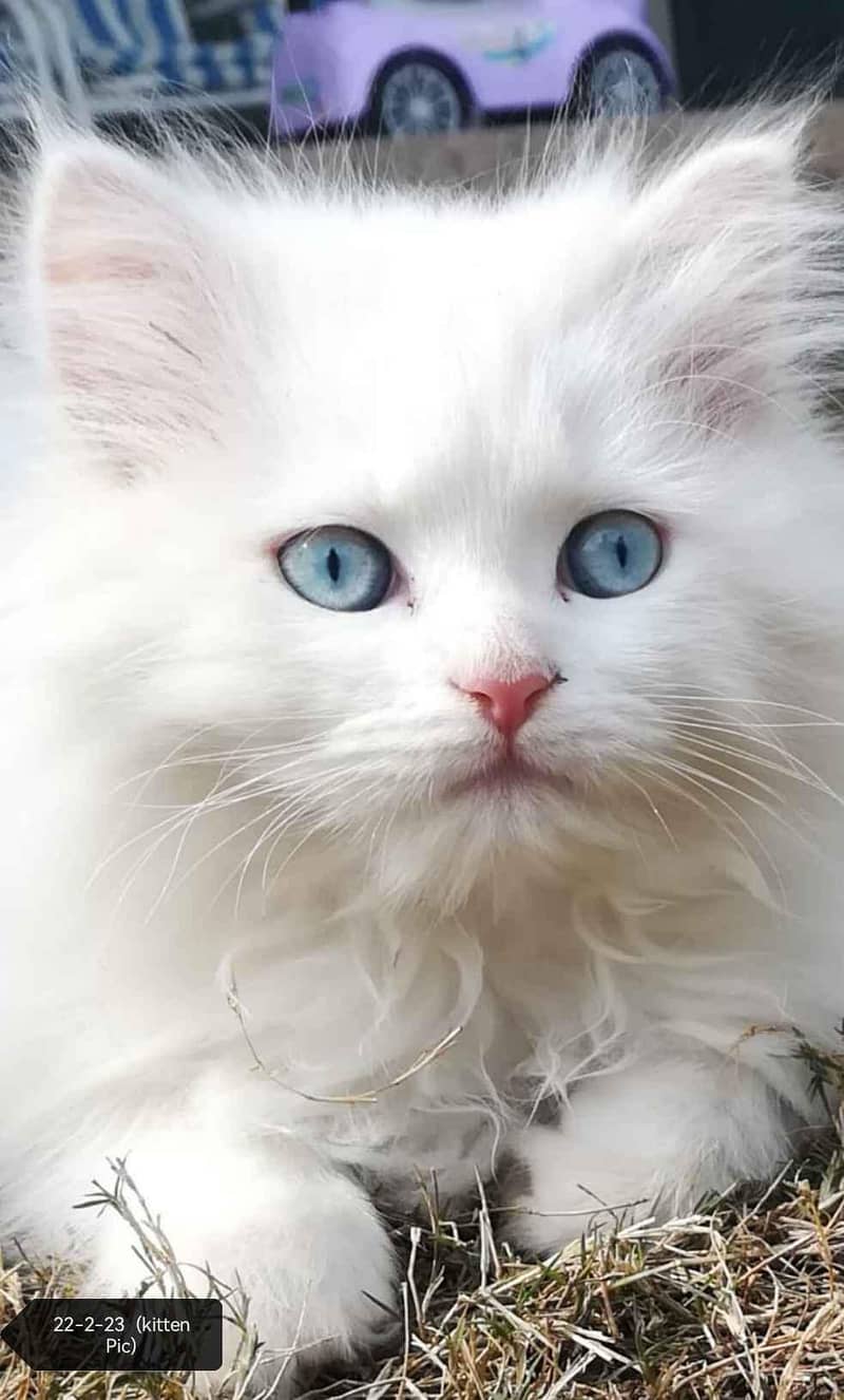 cats sell 0