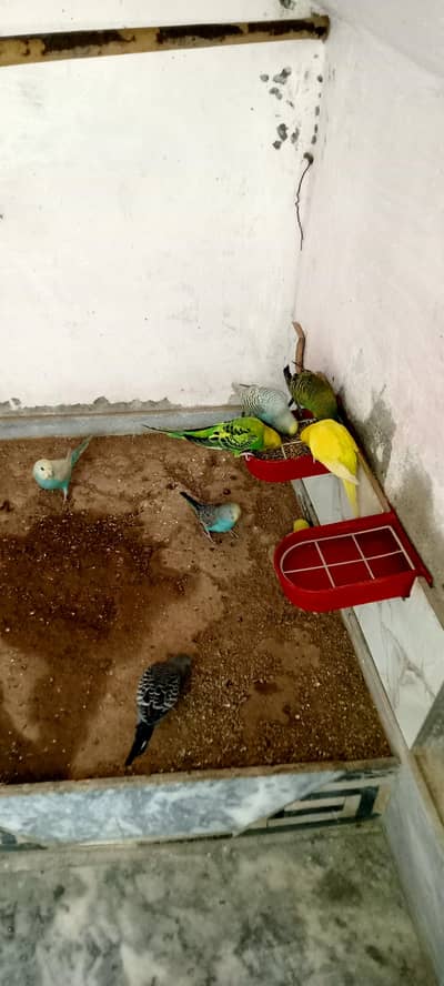 Budgies Parrots Multi Color