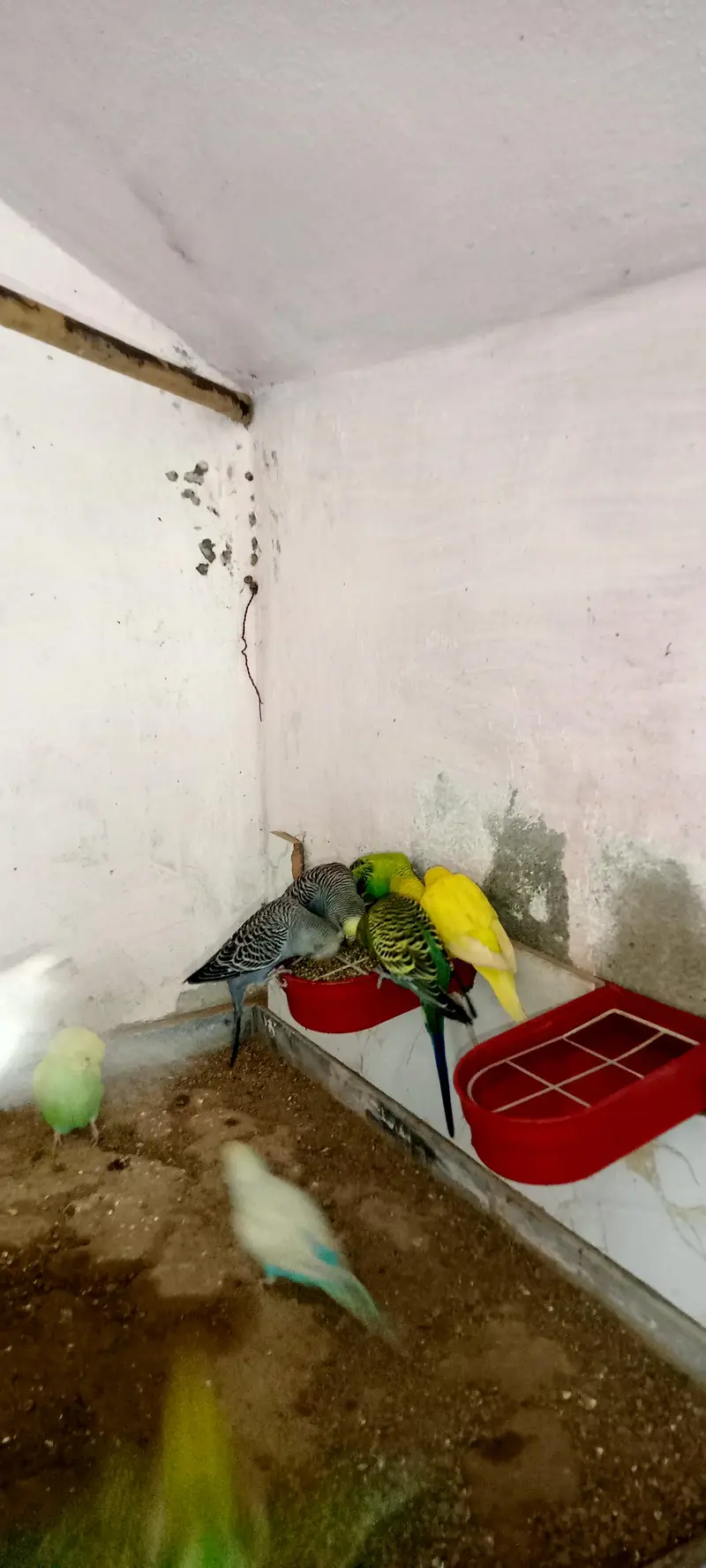 Budgies Parrots Multi Color — photo 2
