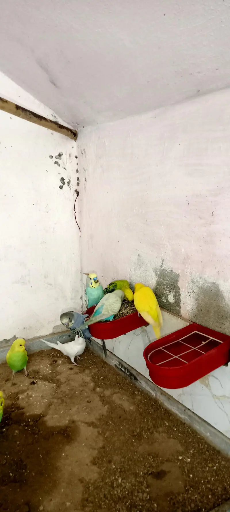 Budgies Parrots Multi Color — photo 3