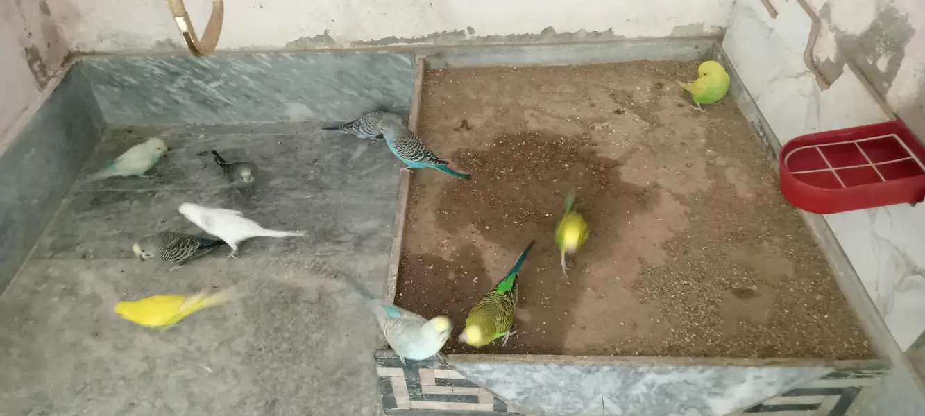 Budgies Parrots Multi Color — photo 4
