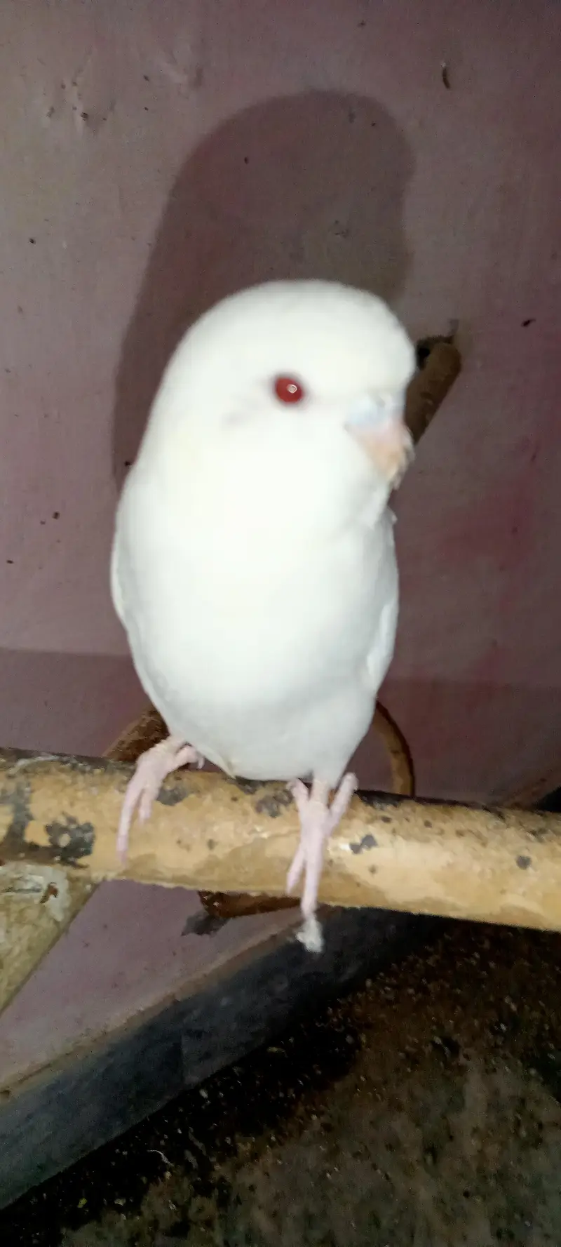 Budgies Parrots Multi Color — photo 5