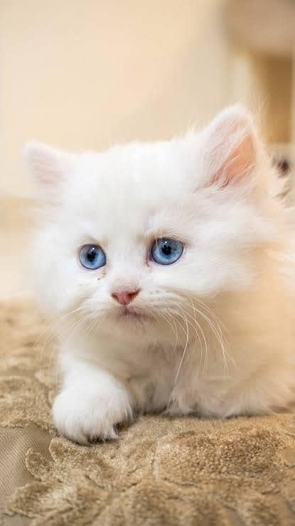 cats sell 1