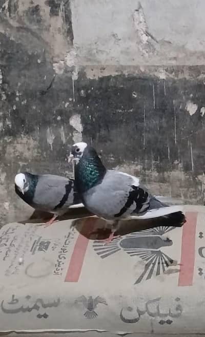 aise hi Sel kar raha hun