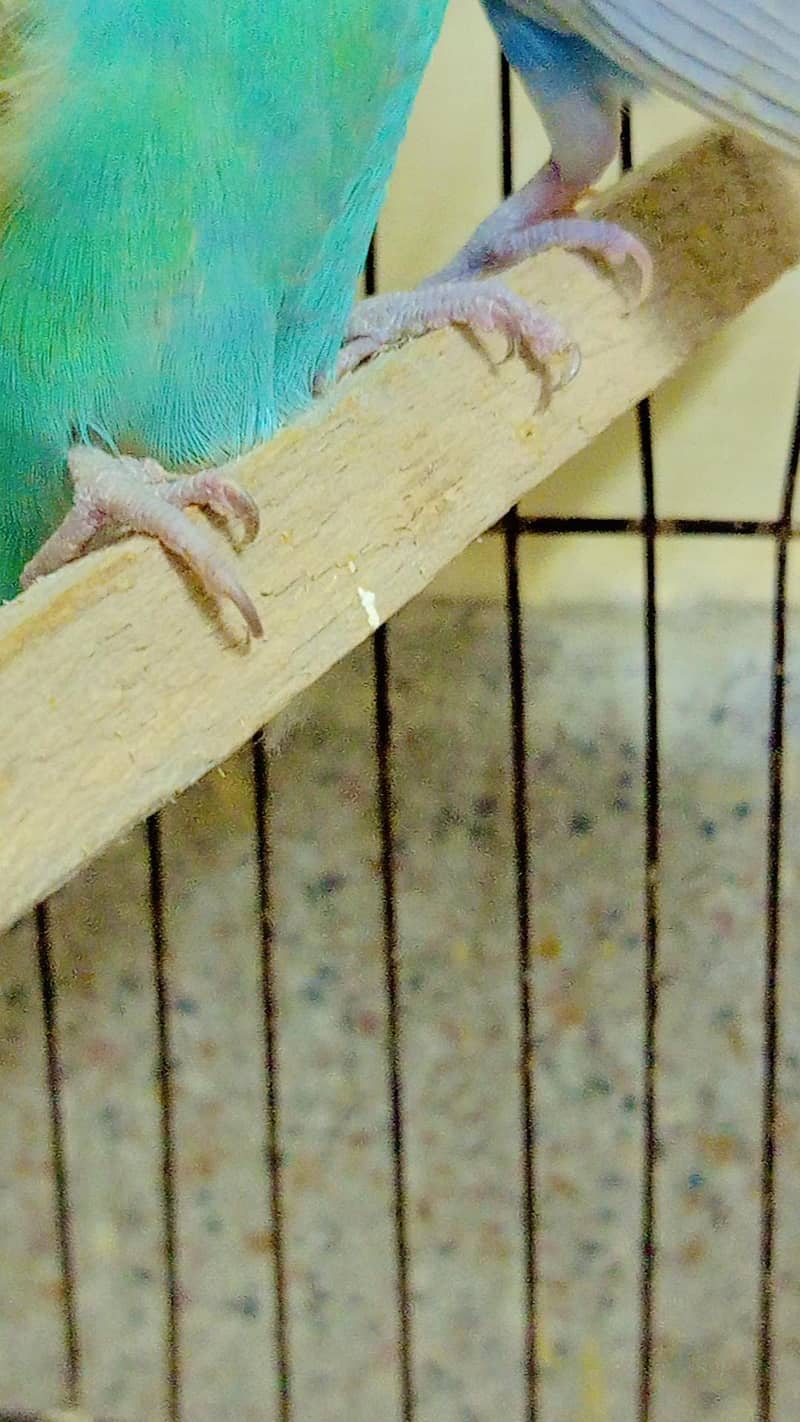 budgie 0