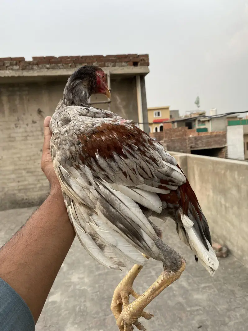aseel patha — photo 3