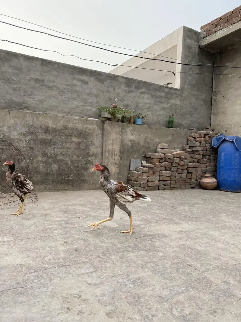 aseel patha — photo 4