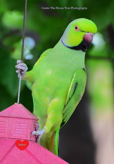 high class talking mail parrot. 03051031236