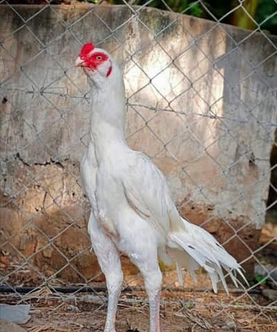 BREEDER PAIR (QANDHARI ASEEL)