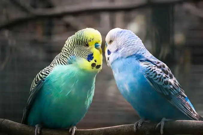  Urgent Sale! High Quality Super Active Budgie Parrots - Cheap Price — photo 2