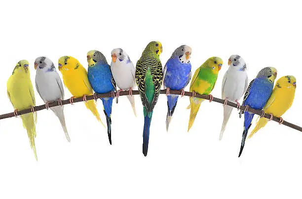  Urgent Sale! High Quality Super Active Budgie Parrots - Cheap Price — photo 3