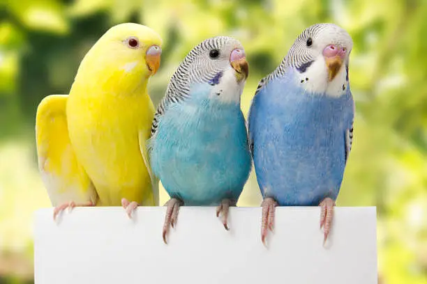  Urgent Sale! High Quality Super Active Budgie Parrots - Cheap Price — photo 4