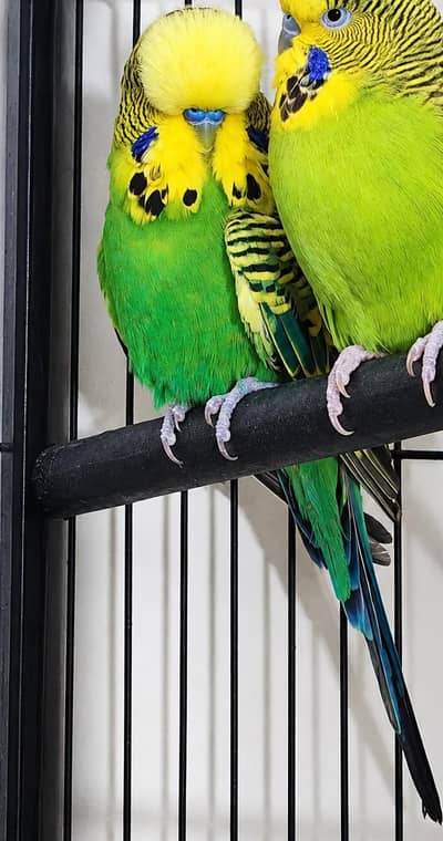 exhibition budgie male for sale