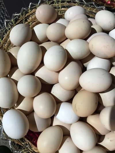 fresh eggs and hen available Rawalpindi