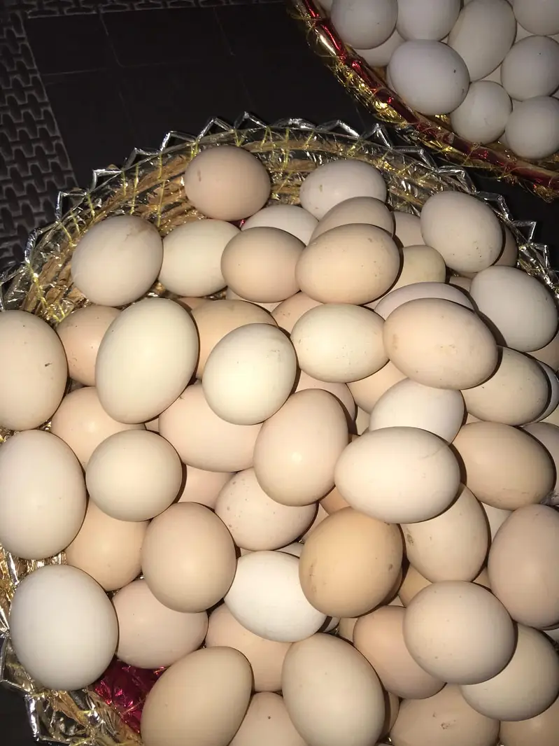 fresh eggs and hen available Rawalpindi — photo 2