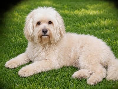 poodle male for sale
