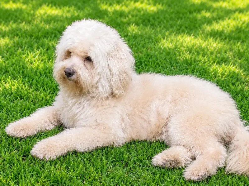 poodle male for sale — photo 2