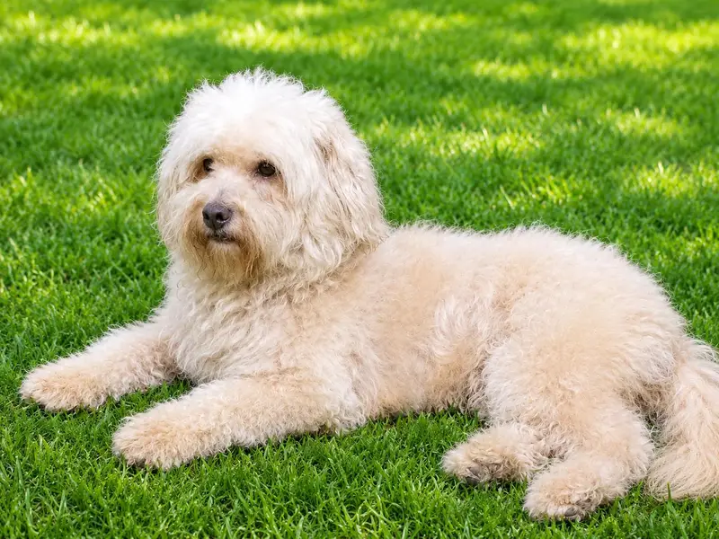 poodle male for sale — photo 3
