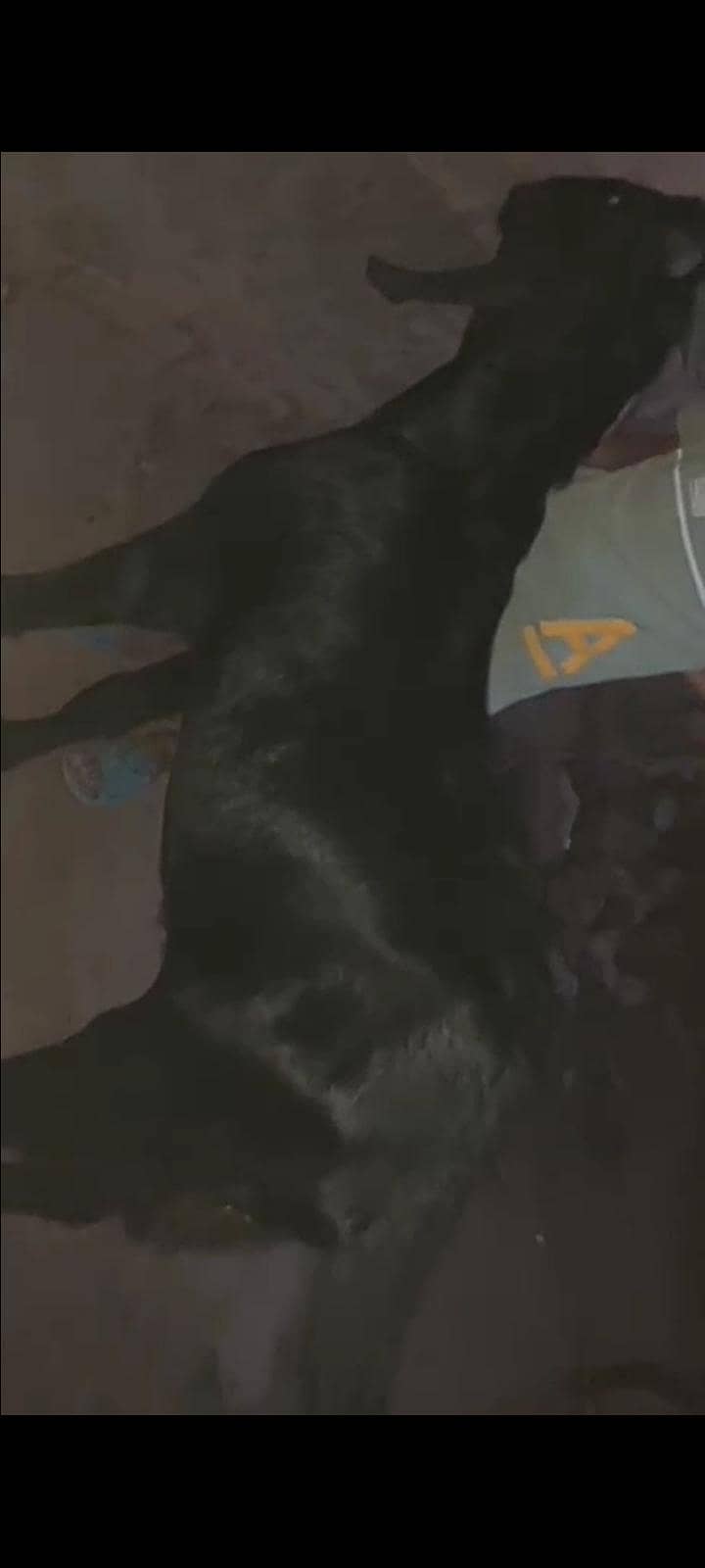 Bakra 0