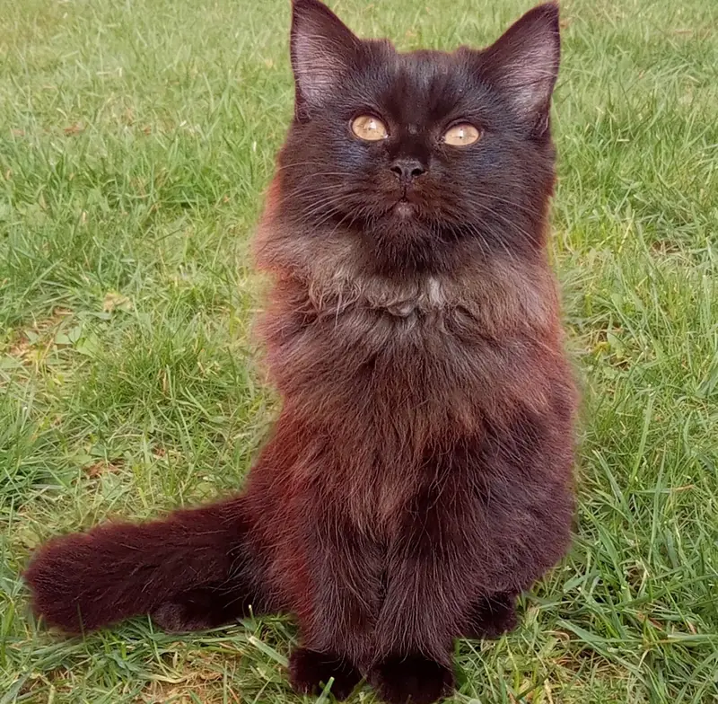Persian kitten looking for a new home — photo 7