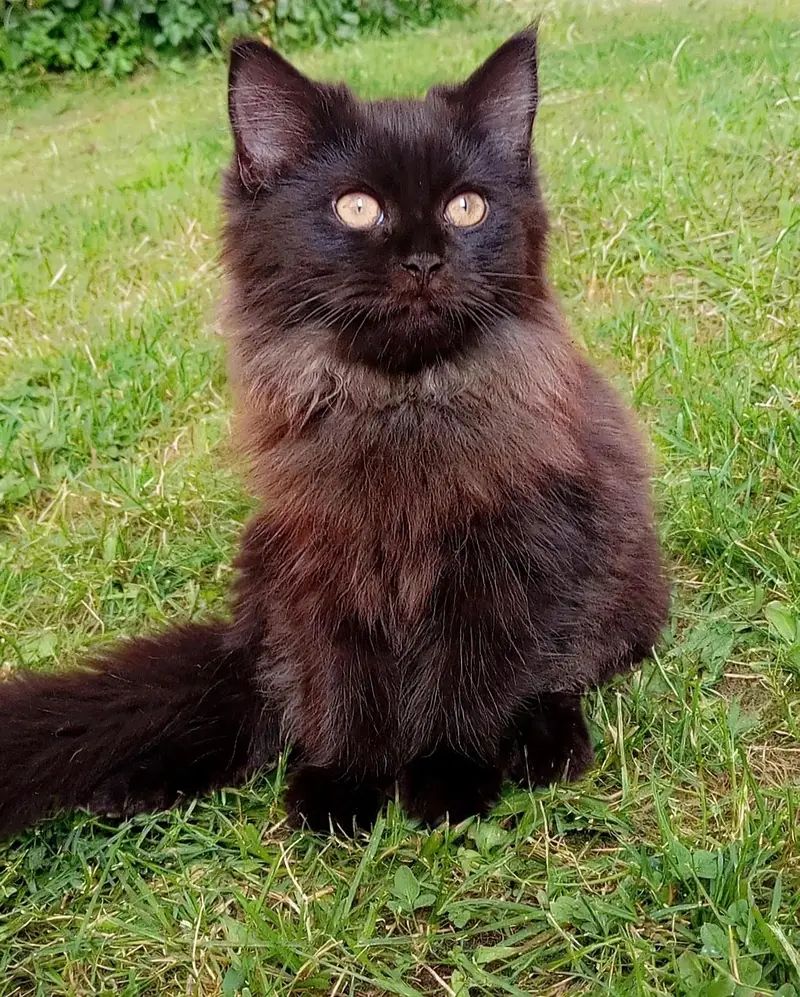 Persian kitten looking for a new home — photo 8
