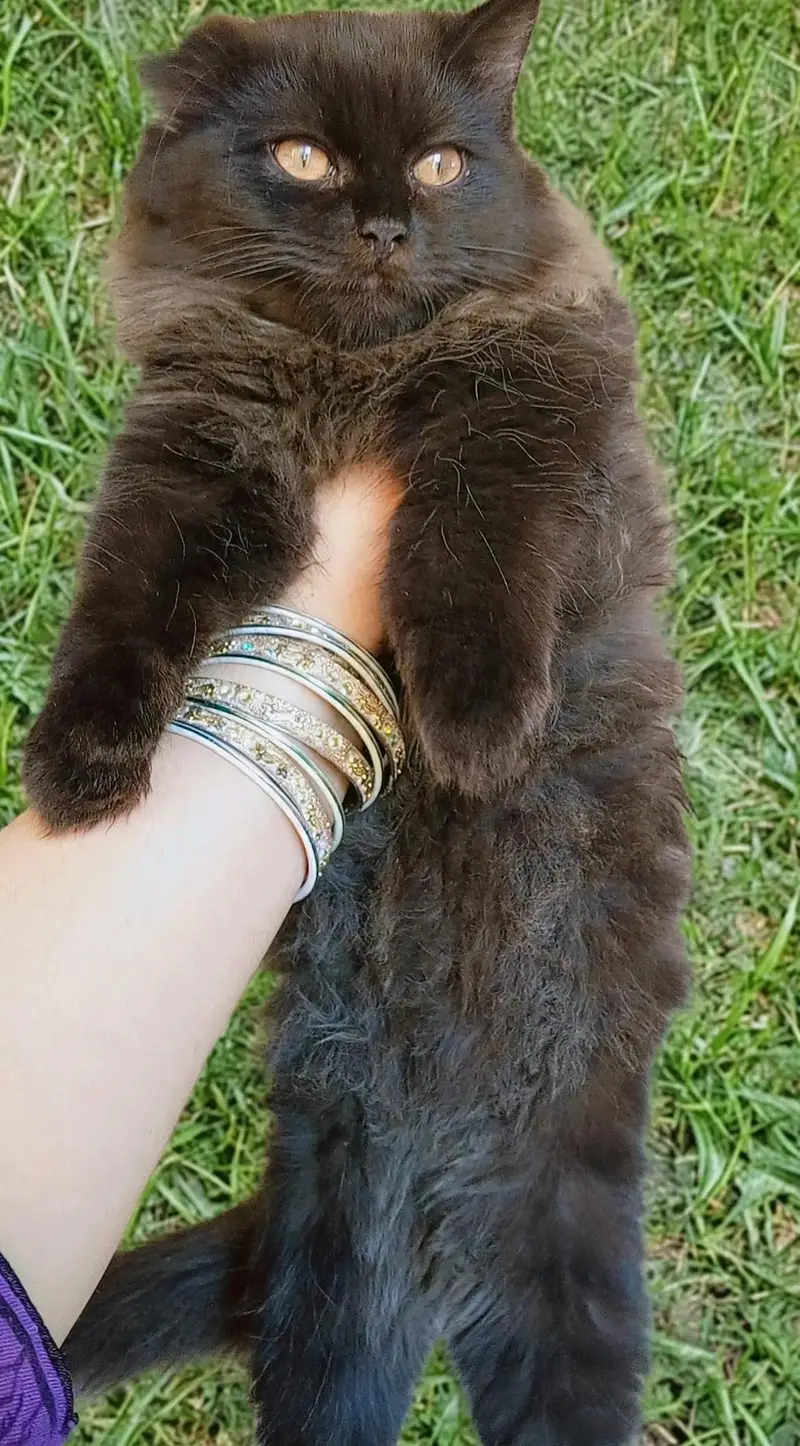 Persian kitten looking for a new home — photo 9
