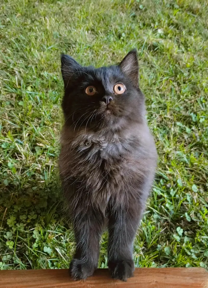Persian kitten looking for a new home — photo 10