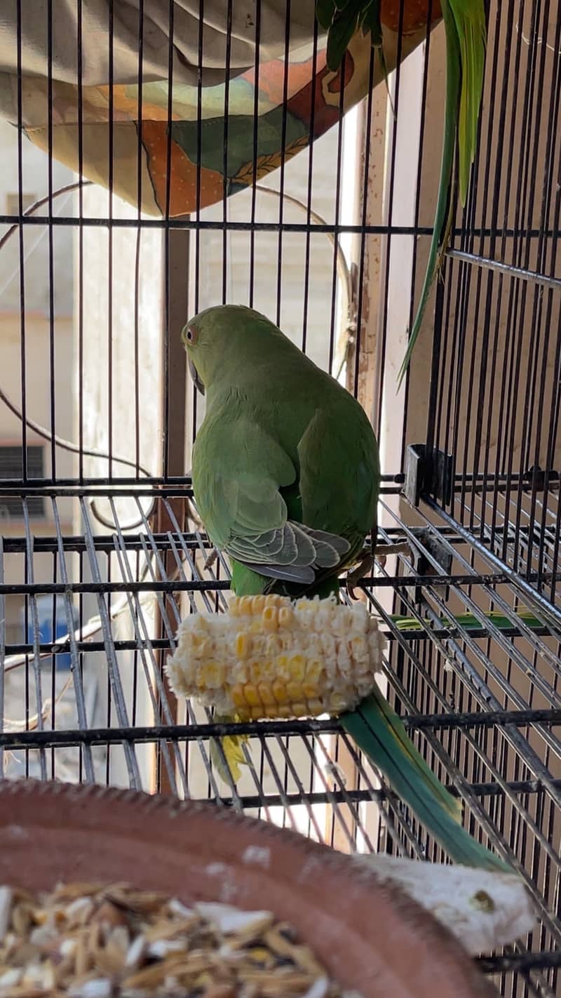 Green RingNeck 0