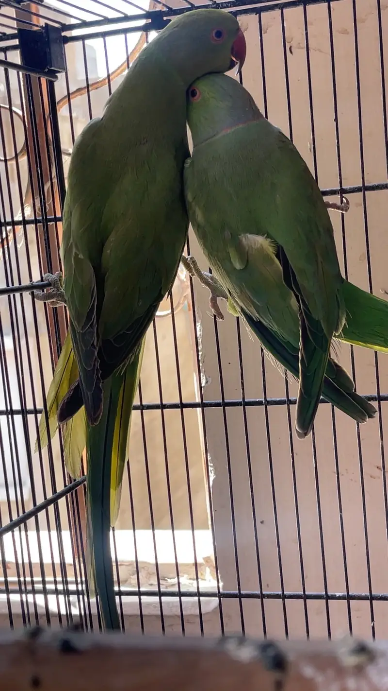 Green RingNeck — photo 2