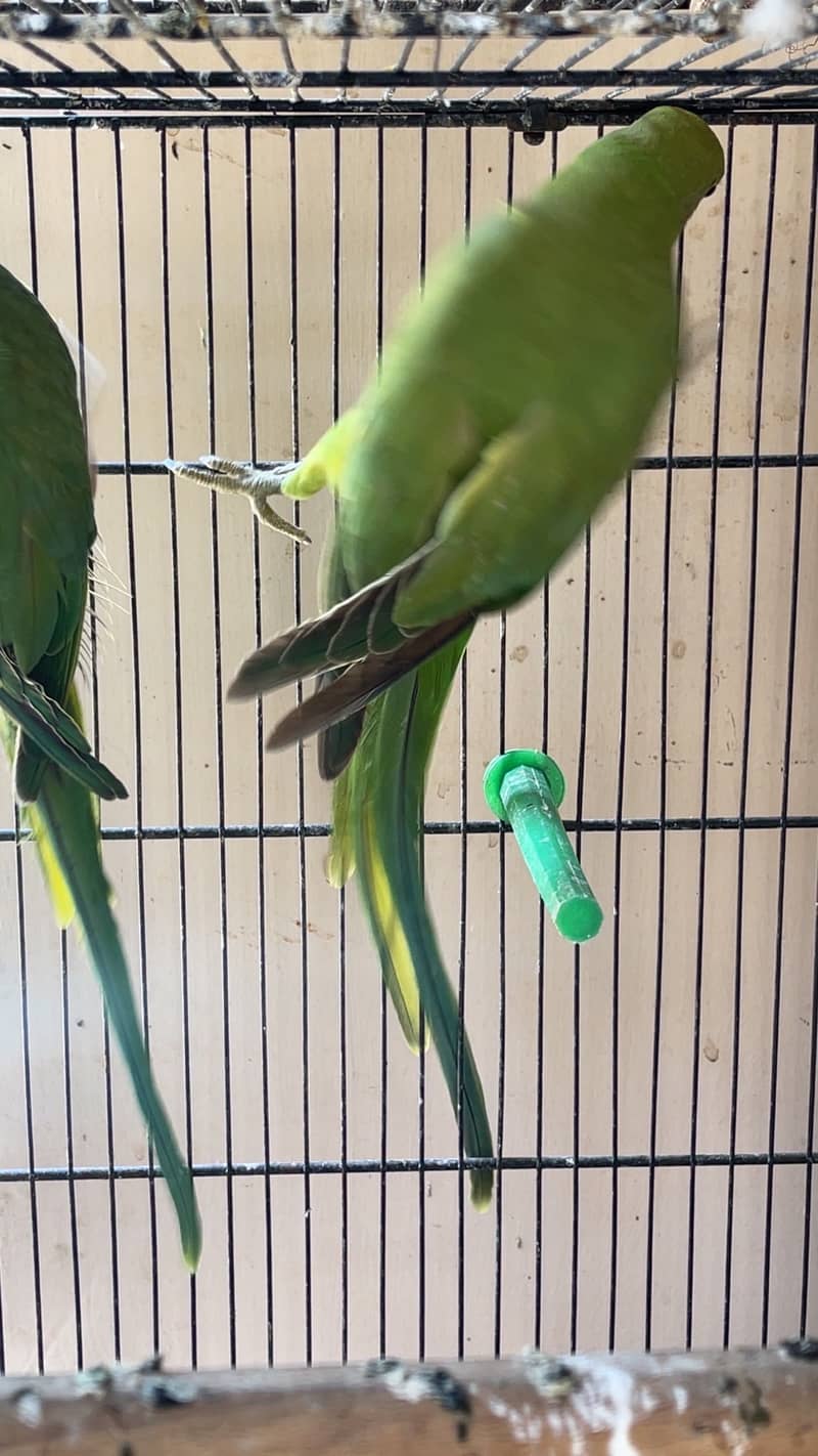 Green RingNeck 2