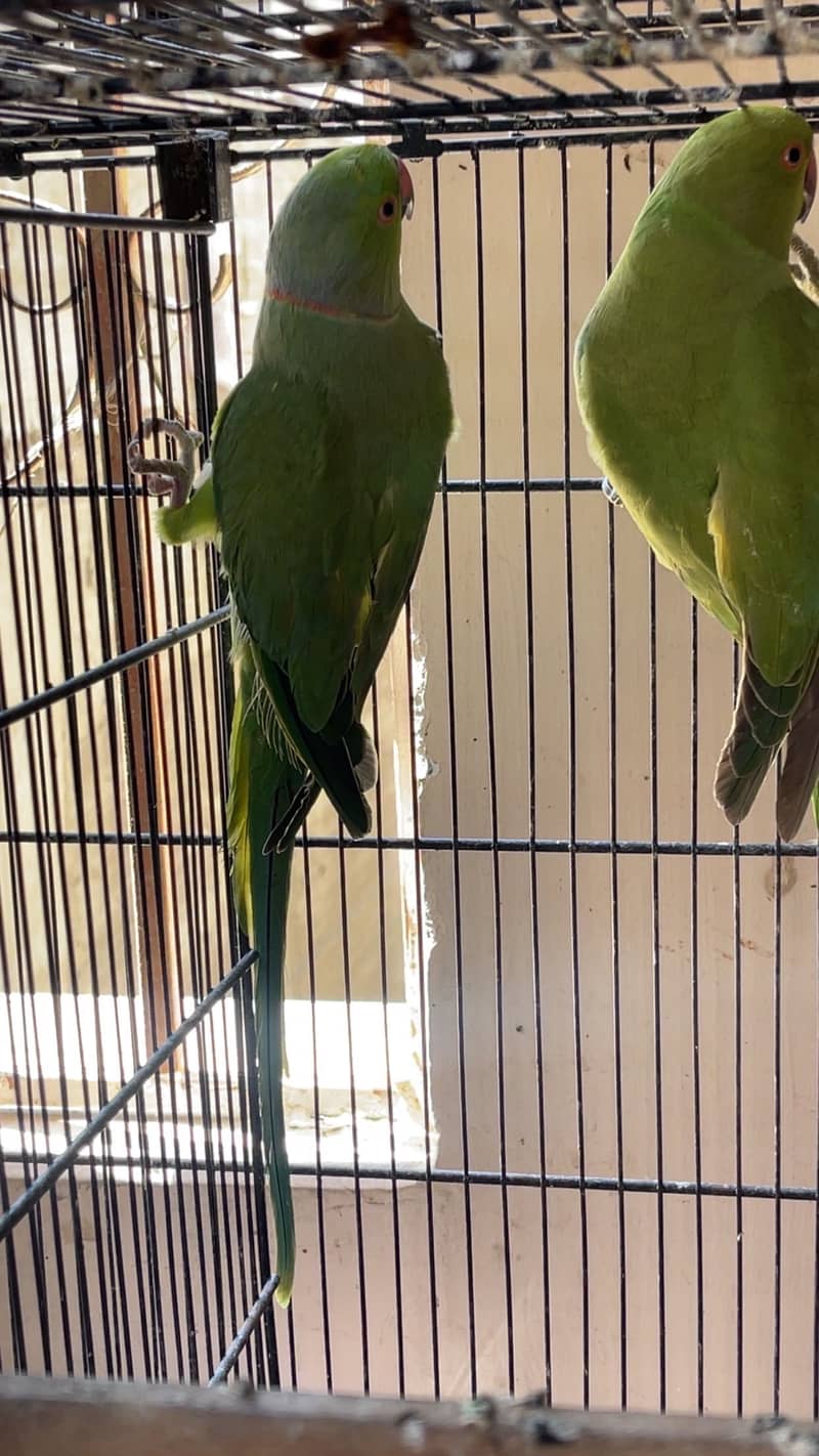 Green RingNeck 3