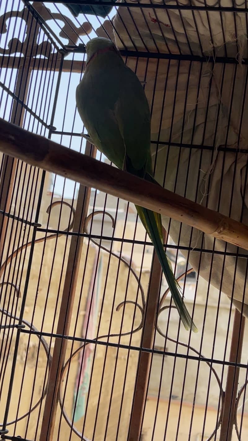 Green RingNeck 4