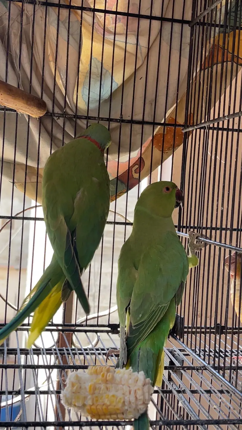 Green RingNeck — photo 6