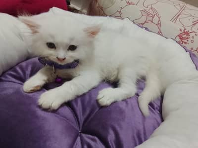 Pure White Persian Kitten for Sale – Karachi