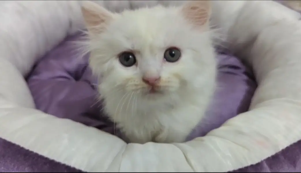 Pure White Persian Kitten for Sale – Karachi — photo 2