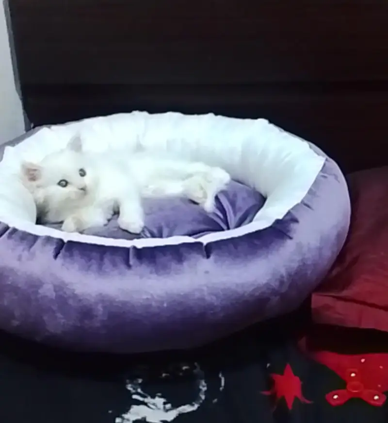 Pure White Persian Kitten for Sale – Karachi — photo 3