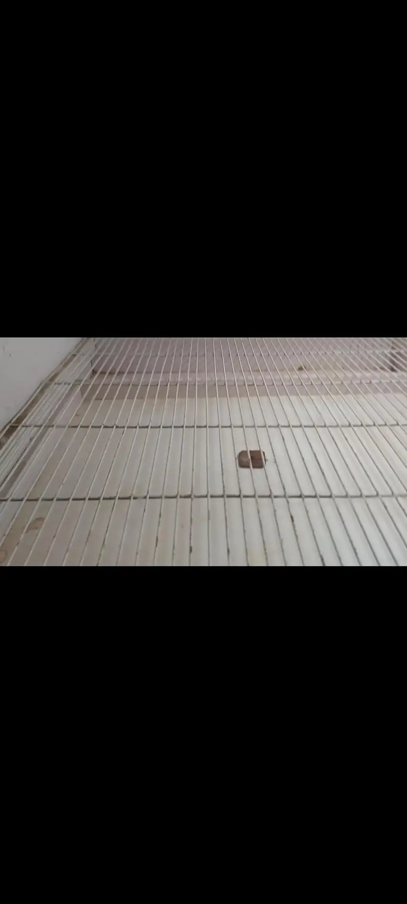 Parrots Chicks Brooder for sale — photo 2