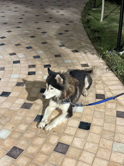 Siberian Husky Female for Sale  Age: 3.5–Years
