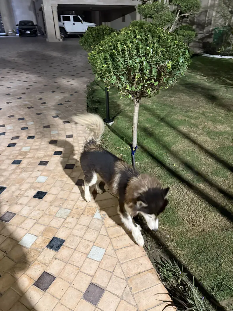 Siberian Husky Female for Sale  Age: 3.5–Years — photo 2