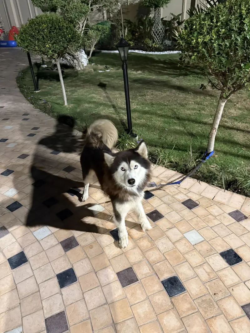 Siberian Husky Female for Sale  Age: 3.5–Years — photo 3