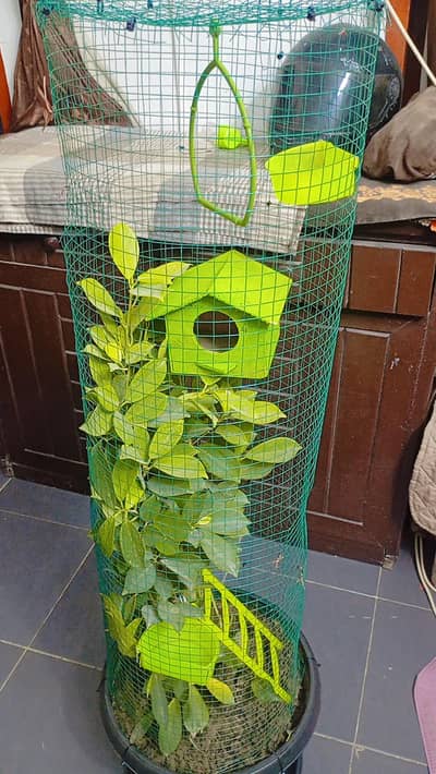 organic indoor plants