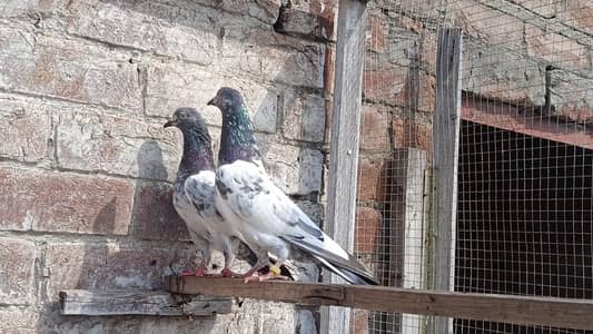 Golden Breedar Pair
