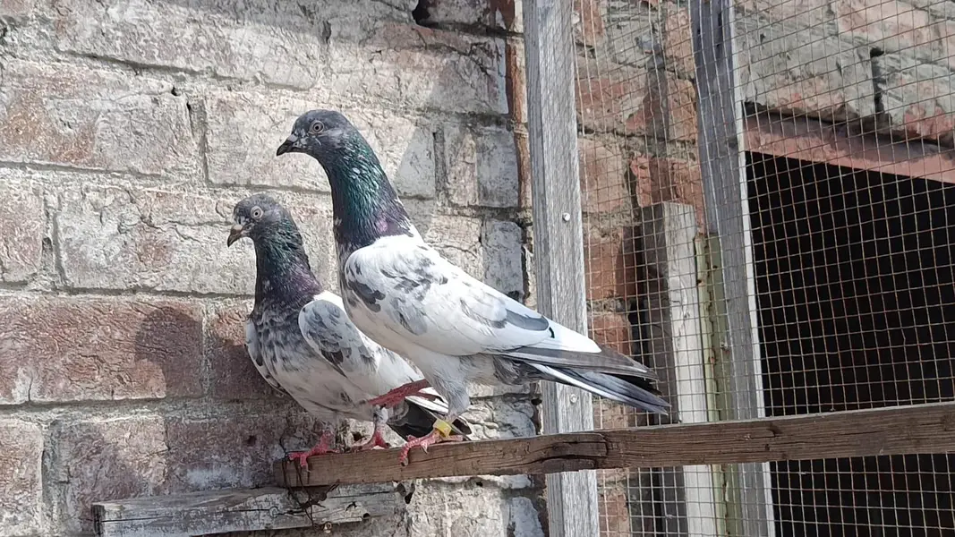 Golden Breedar Pair — photo 3