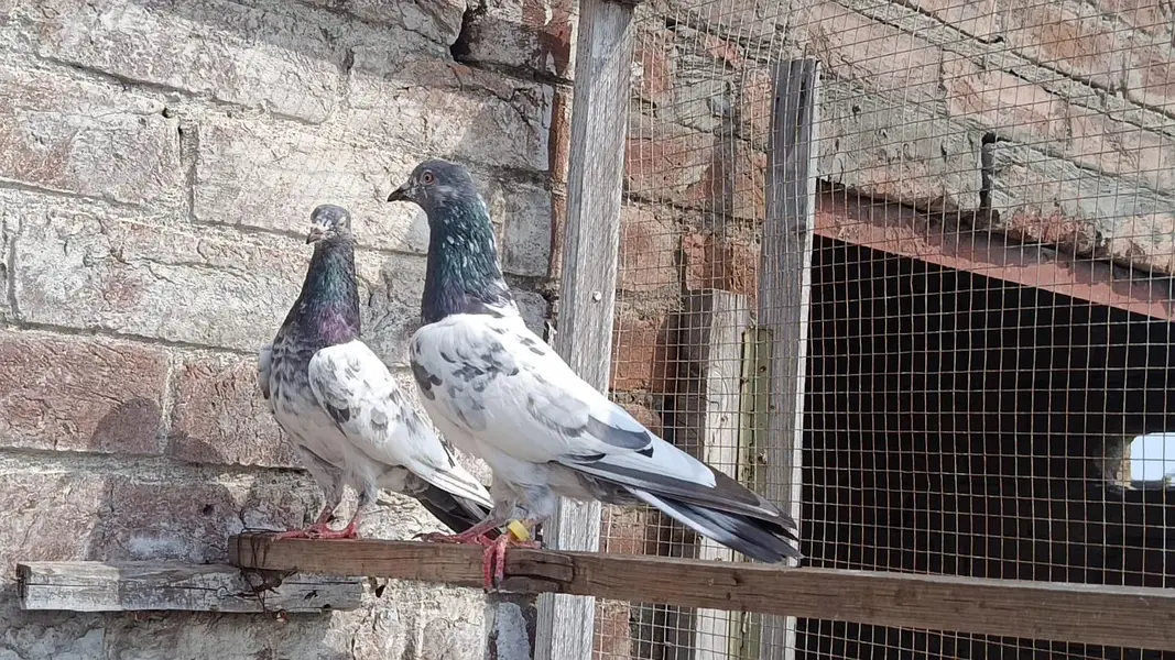 Golden Breedar Pair — photo 4